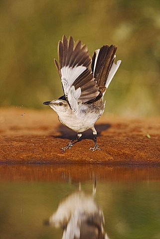 Northern Mockingbird (Mimus polyglottos), adult at ponds edge, Rio Grande Valley, Texas, USA