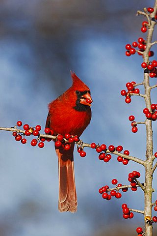 Northern Cardinal (Cardinalis cardinalis), male eating Possum Haw Holly (Ilex decidua) berries, Bandera, Hill Country, Central Texas, USA