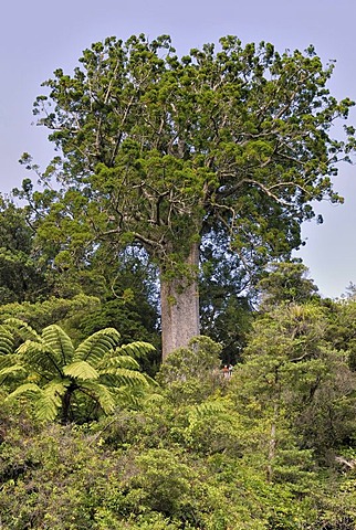 Famous Kauri tree (Agathis australis), "Square Kauri", 1200 years, Coromandel Forest Park, Coromandel Peninsula, North Island, New Zealand