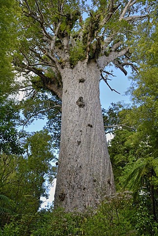 Tane Mahuta, "Lord of the Forest", the largest living Kauri tree (Agathis australis) of New Zealand, at least 1250 years, Waipoua Forest south of Opononi, North Island, New Zealand