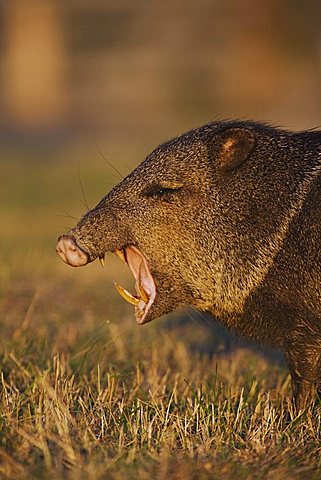 Collared Peccary, Javelina (Tayassu tajacu), adult yawning, Sinton, Corpus Christi, Texas, USA