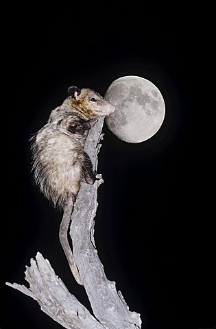 Virginia Opossum (Didelphis virginiana), adult climbing dead tree at night with moon, Starr County, Rio Grande Valley, Texas, USA