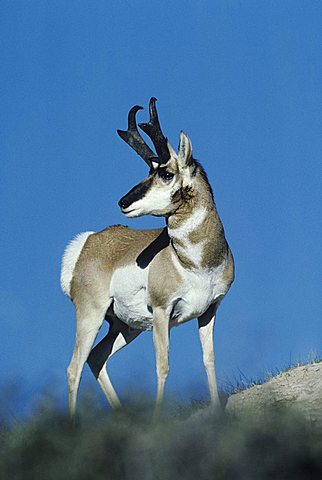 Pronghorn (Antilocapra americana), buck on ridge, Yellowstone National Park, Wyoming, USA