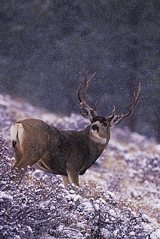 Mule Deer, Black-tailed Deer (Odocoileus hemionus), buck in snow fall, Rocky Mountain National Park, Colorado, USA