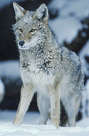 Coyote (Canis latrans), adult in snow, Yellowstone National Park, Wyoming, USA