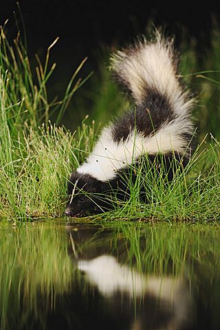 Striped Skunk (Mephitis mephitis), adult at night drinking from wetland lake, Refugio, Coastal Bend, Texas, USA