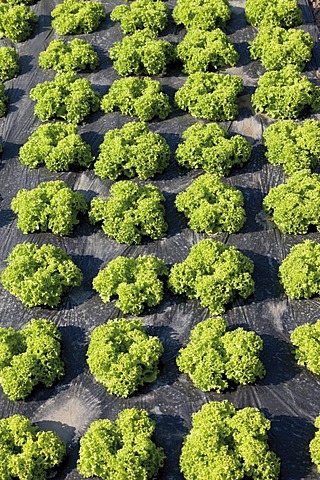 Lollo Bionda lettuce growing on mulch film, lettuce patch, theme gardens, Bundesgartenschau, BUGA 2011, Federal Horticulture Show, Koblenz, Rhineland-Palatinate, Germany, Europe