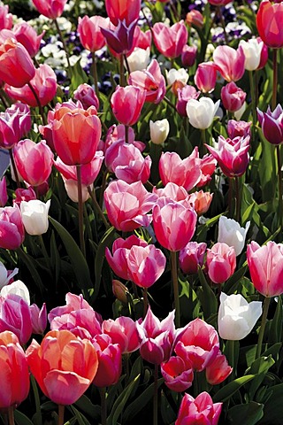 Tulip patch, National Garden Festival, BUGA 2011, Koblenz, Rhineland-Palatinate, Germany, Europe