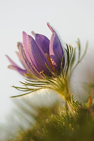 Common Pasque Flower or Dane's Blood (Pulsatilla vulgaris)