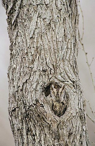 Eastern Screech-Owl (Megascops asio, Otus asio), adult roosting in hole in mesquite tree, camouflaged, Willacy County, Rio Grande Valley, South Texas, USA