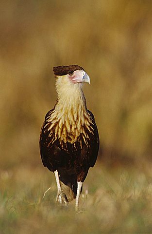 Crested Caracara (Caracara plancus), immature walking, Willacy County, Rio Grande Valley, South Texas, USA