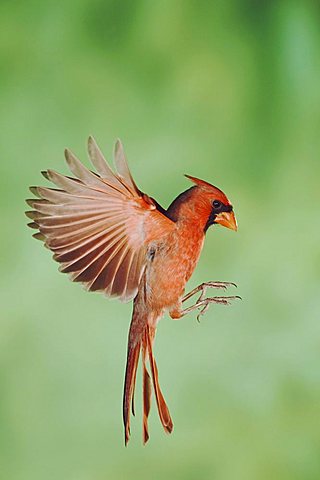 Northern Cardinal (Cardinalis cardinalis), male in flight, New Braunfels, Hill Country, Central Texas, USA