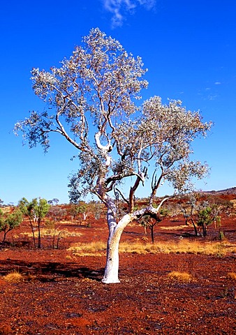 Eucalyptus Gum Tree (Eucalyptus), Karijini National Park, Pilbara, Western Australia, Australia