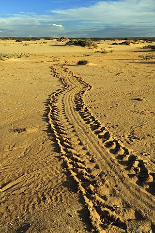 Turtle tracks on coastal sand, Cape Range National Park, Western Australia