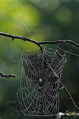 Spider web