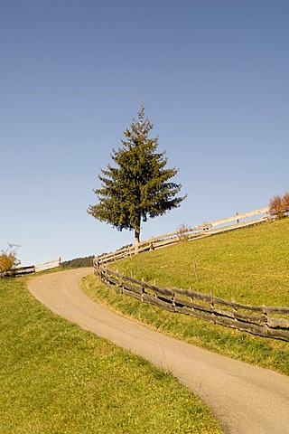 Road and fir tree, Santa Maddalena, Val di Funes, Dolomites, Bolzano province, Trentino-Alto Adige, Italy, Europe