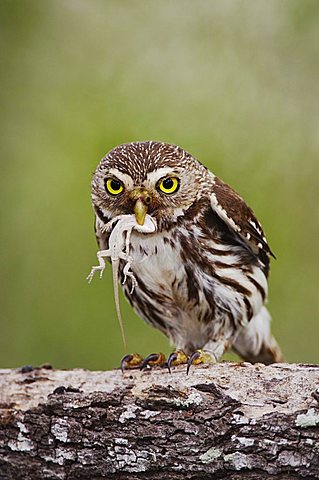 Ferruginous Pygmy-Owl (Glaucidium brasilianum), adult with lizard prey, Willacy County, Rio Grande Valley, South Texas, USA