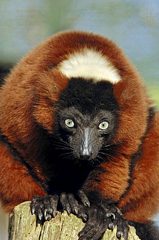 Red Ruffed Lemur (Varecia rubra)