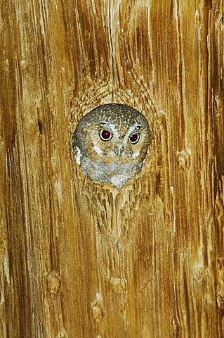 Elf Owl (Micrathene whitneyi), adult in nest hole in telephone pole, Madera Canyon, Tucson, Arizona, USA