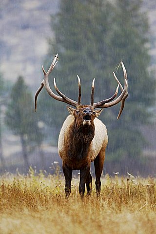 Elk, Wapiti (Cervus elaphus), bull calling, belling, Yellowstone National Park, Wyoming, USA