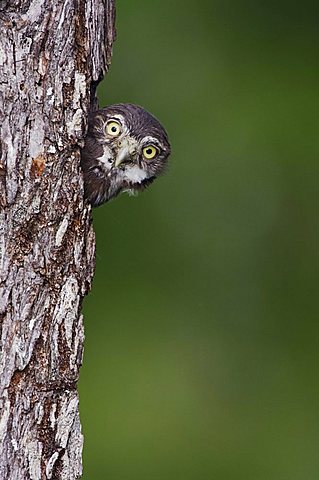 Ferruginous Pygmy-Owl (Glaucidium brasilianum), young looking out of nesting cavity, Willacy County, Rio Grande Valley, South Texas, USA