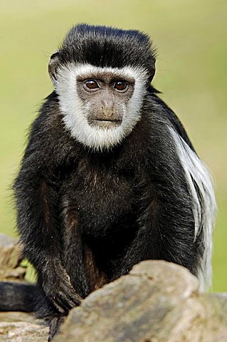 Mantled Guereza, Eastern Black-and-white Colobus (Colobus guereza), young