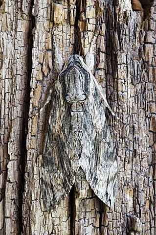 Convolvulus Hawk-Moth, hawkmoth (Agrius convolvuli), Schwaz, Tyrol, Austria, Europe