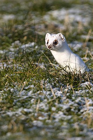 Stoat or Ermine (Mustela erminea), Zillertal valley, Tyrol, Austria, Europe