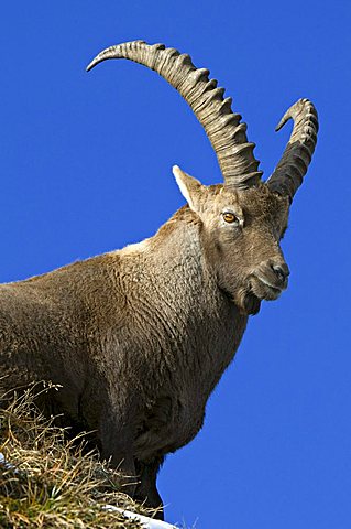 Alpine ibex (Capra ibex), Mondscheinspitze Mountain, Karwendel Mountains, Tyrol, Austria, Europe