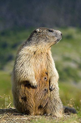 Alpine Marmot (Marmota marmota), Hohe Tauern National Park, Carinthia, Austria, Europe