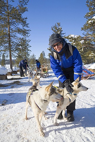 Woman patting a Husky on a sled dog tour with Siberian Huskies in Kiruna, Lappland, North Sweden, Sweden