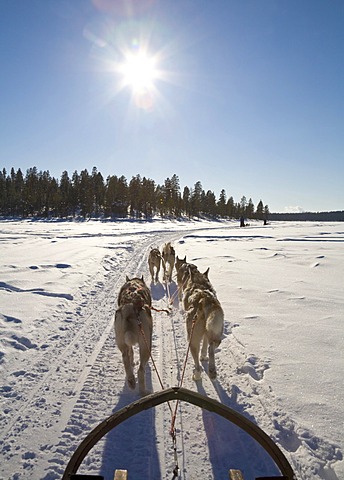 Sled dog tour with Siberian Huskies in Kiruna, Lappland, North Sweden, Sweden