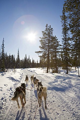 Sled dog tour with Siberian Huskies in Kiruna, Lappland, North Sweden, Sweden