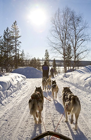 Sled dog tour with Siberian Huskies in Kiruna, Lappland, North Sweden, Sweden