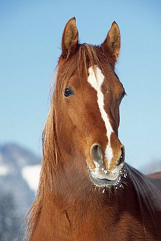 Spanish Arabian horse in winter, mare, North Tyrol, Austria, Europe