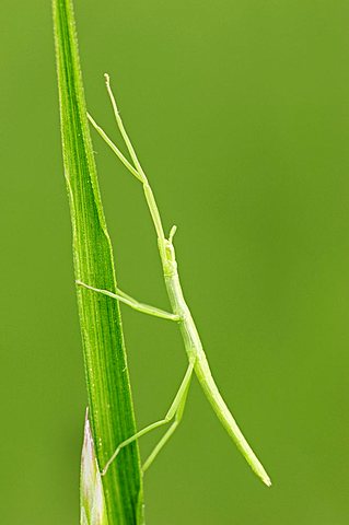 Stick Insect (Bacillus rossius), young, Camargue, Provence, South France, Europe