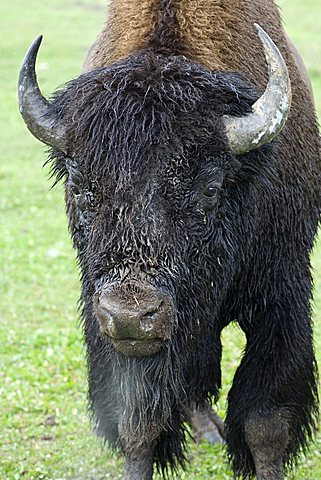 American Buffalo (Bison bison), portrait of a bull in heat, Yellowstone National Park, Wyoming, USA