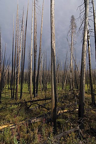 Charred, dead trees after a forest fire in Yellowstone National Park, Wyoming, USA