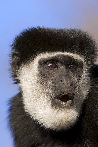 Mantled Guereza or Eastern Black-and-white Colobus Monkey (Colobus guereza)