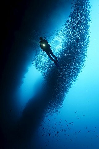 Diver with a large shoal of Black Striped Salema (Xenocys jessiae), Cousin Rock, UNESCO World Heritage Site, Galapagos archipelago, Ecuador, Pacific Ocean