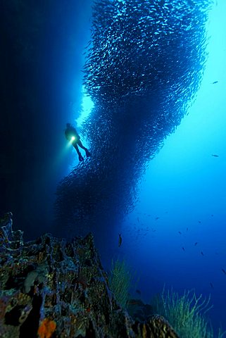 Diver with a large shoal of Black Striped Salema (Xenocys jessiae), Cousin Rock, UNESCO World Heritage Site, Galapagos archipelago, Ecuador, Pacific Ocean