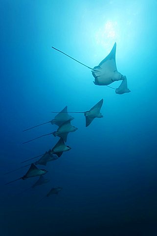 School of Eagle Rays (Aetobatus narinari) in open water, Cousin Rock, UNESCO World Heritage Site, Galapagos archipelago, Ecuador, Pacific Ocean