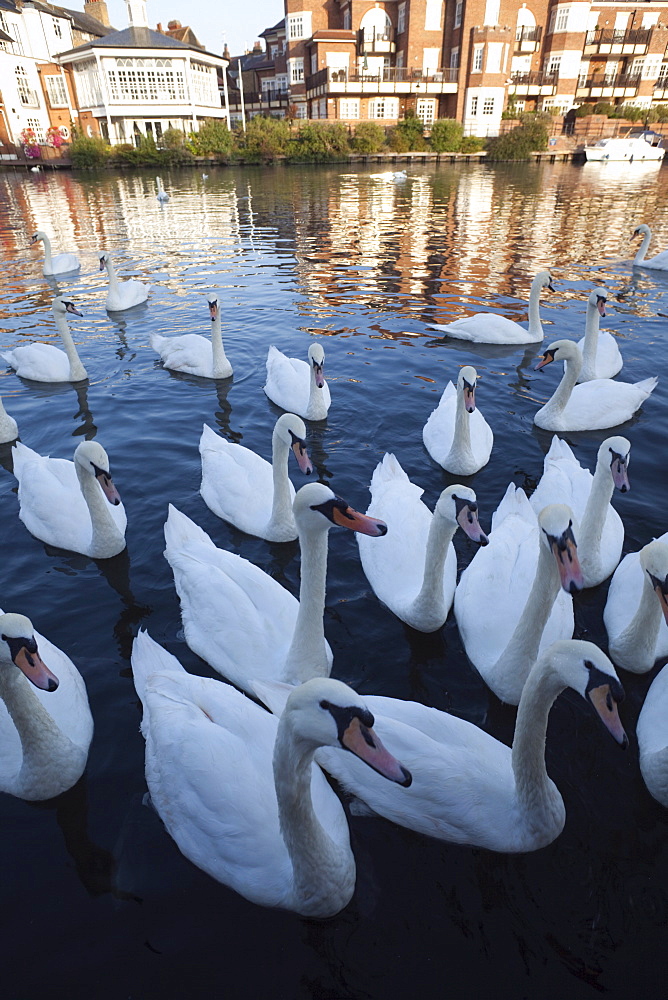 Swans on the River Thames, Eton, Berkshire, England, United Kingdom, Europe