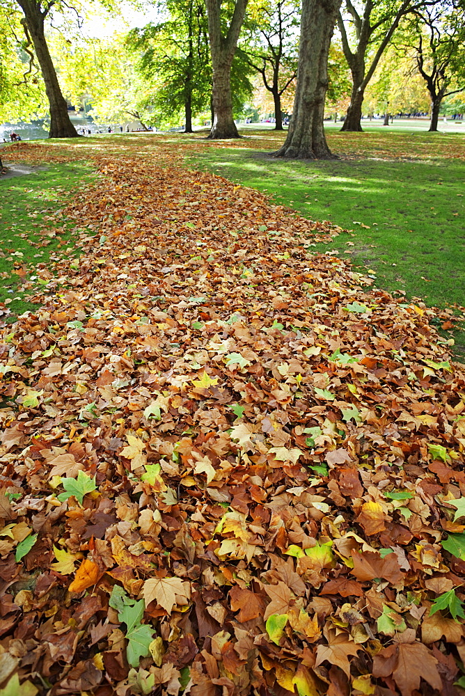 Autumn leaves, St. James's Park, London, England, United Kingdom, Europe