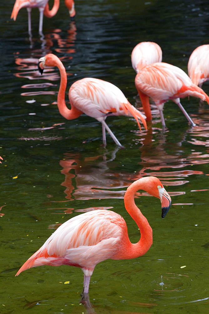 Flamingoes, Jurong Bird Park, Singapore, Southeast Asia, asia