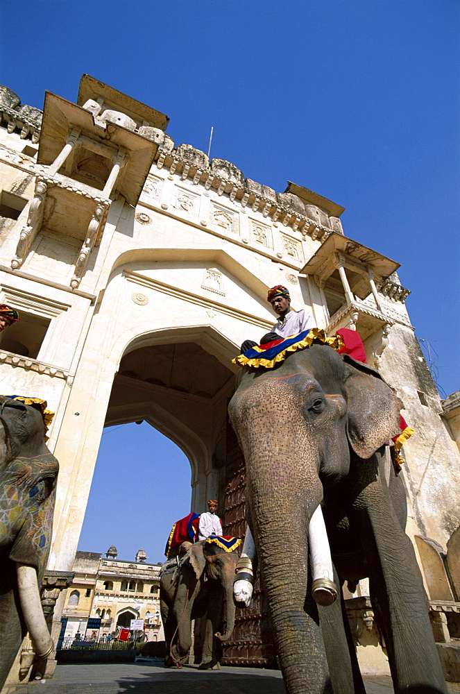 Decorated elephants walking through gateway, Amber Fort, Jaipur, Rajasthan, India, Asia