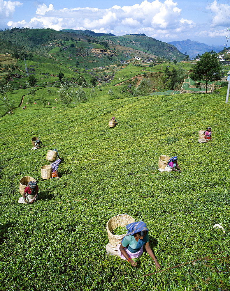 Tea Pickers in tea plantation, Nuwara Eliya, Sri Lanka, Asia