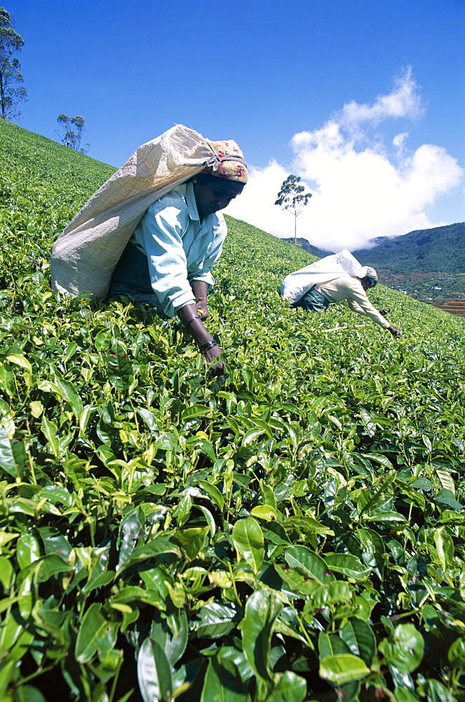 Tea Picker, Nuwara Eliya, Sri Lanka, Asia