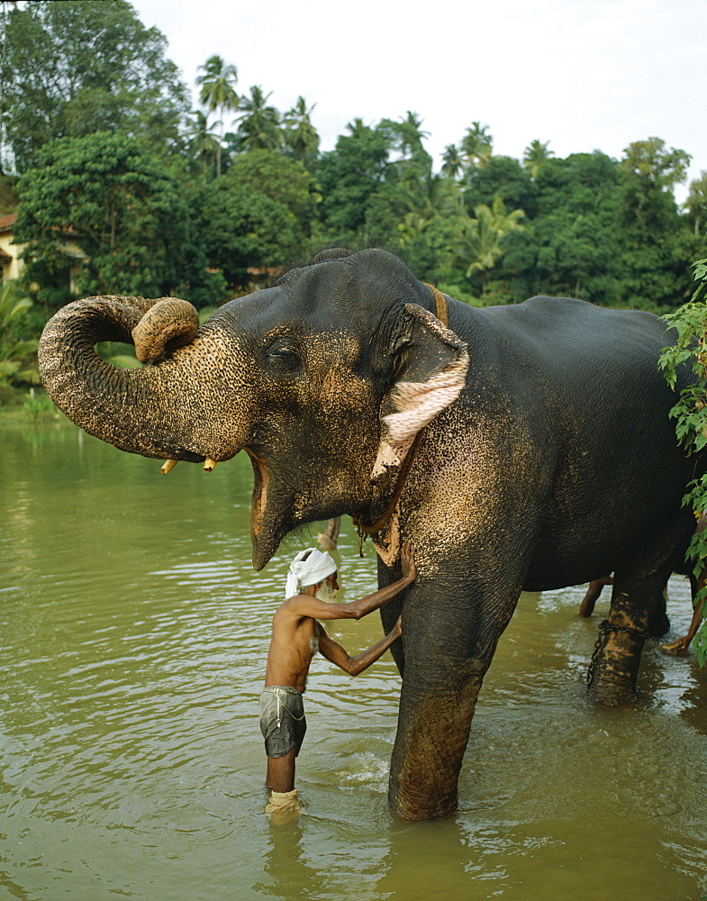 Elephant bathing, Pinnawala Elephant Orphanage, near Kandy, Sri Lanka, Asia