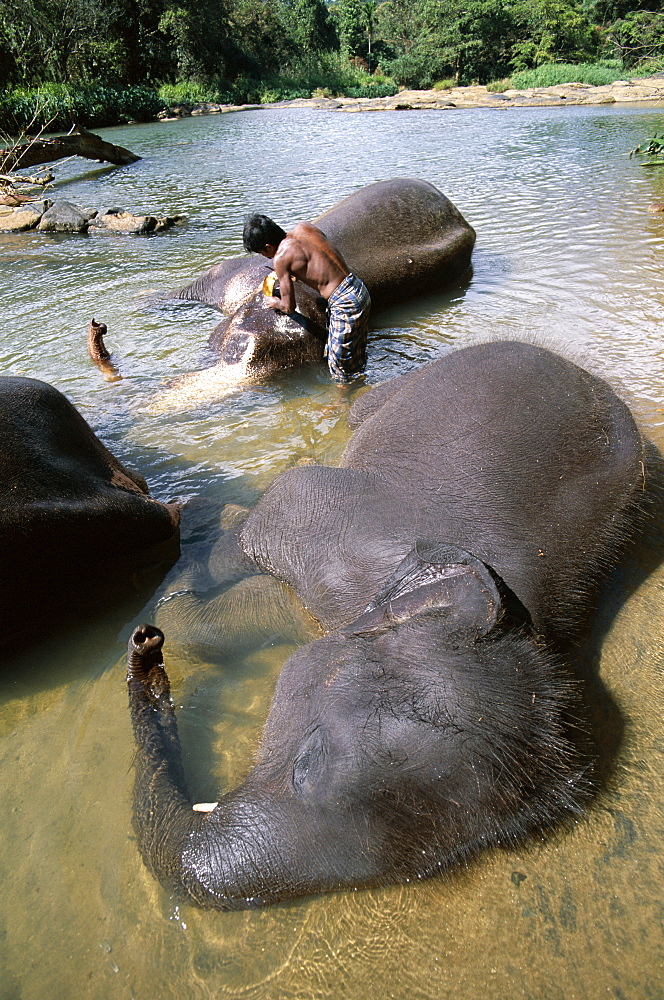 Elephant bathing, Pinnawala Elephant Orphanage, near Kandy, Sri Lanka, Asia